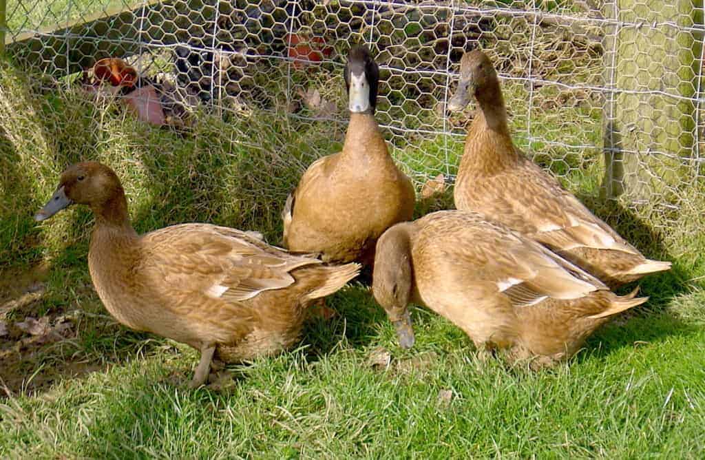 Khaki Campbell ducks on grass