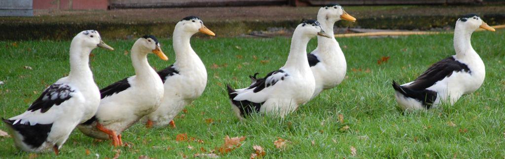 Magpie ducks in a field