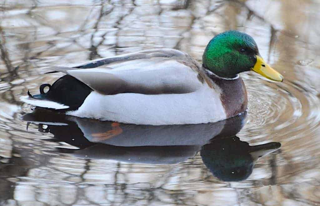 Mallard Duck