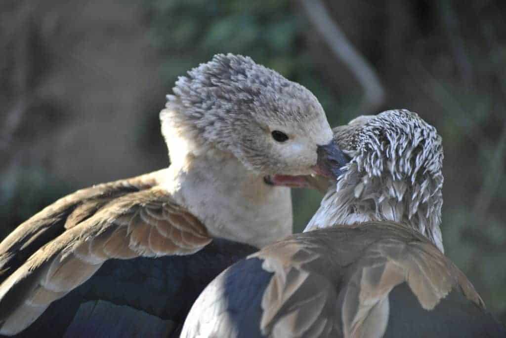 Orinoco Geese allopreening