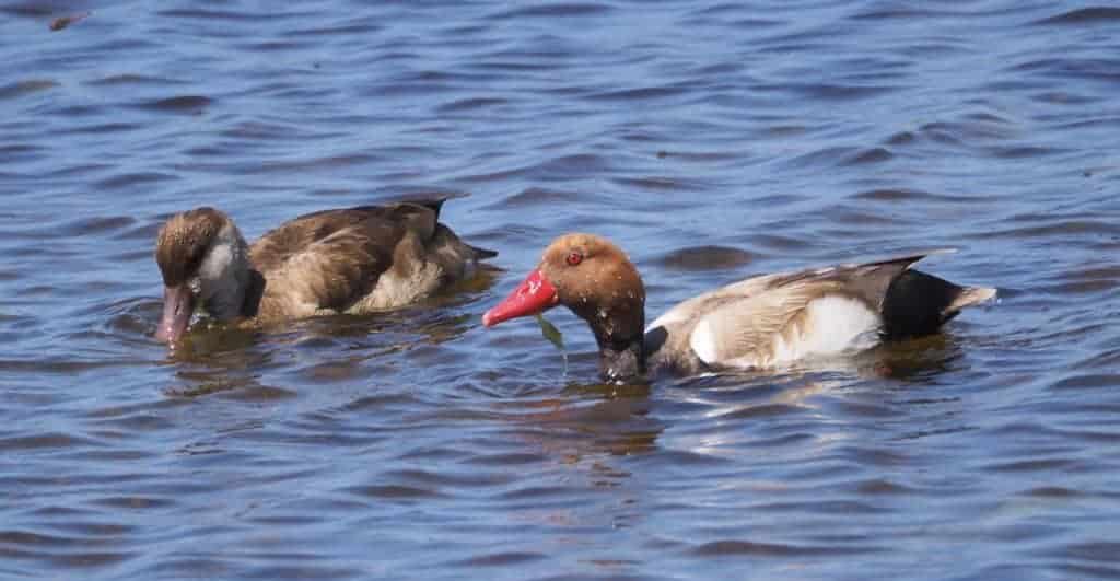 Red-crested Pochard pair swimming