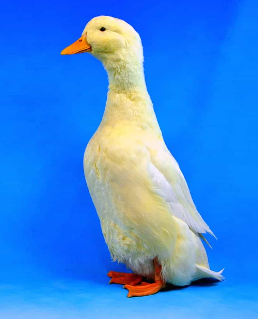 German Pekin