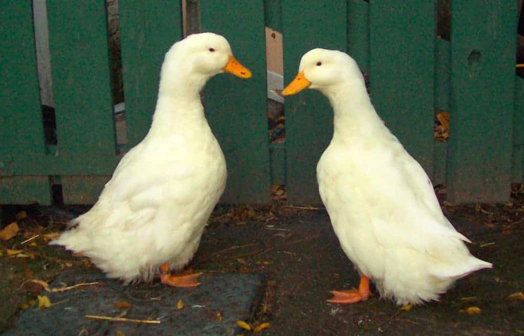 2 pekin ducks