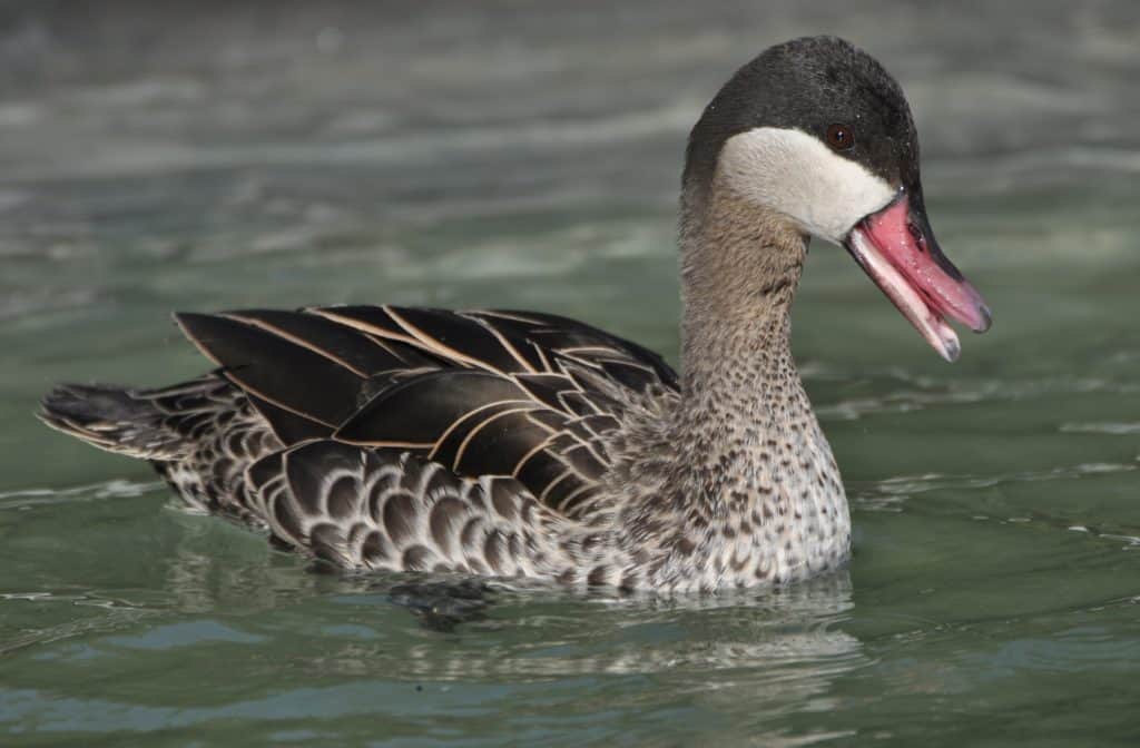 swimming red-billed teal calling
