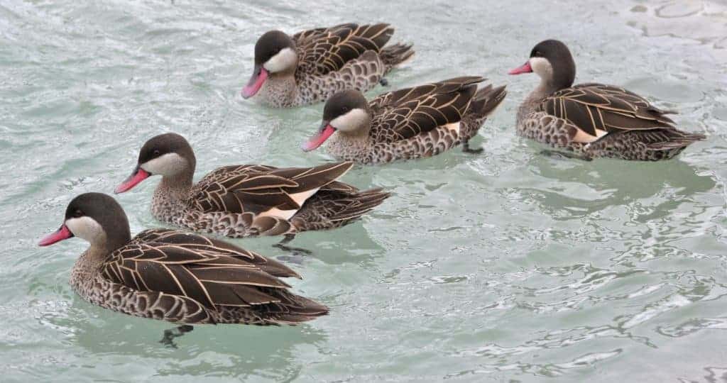 Red-billed teal group swimming