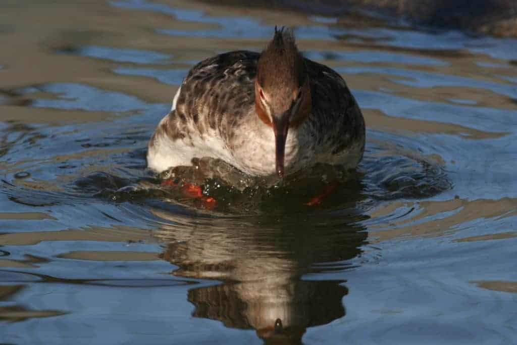 Red-breasted Merganser swimming