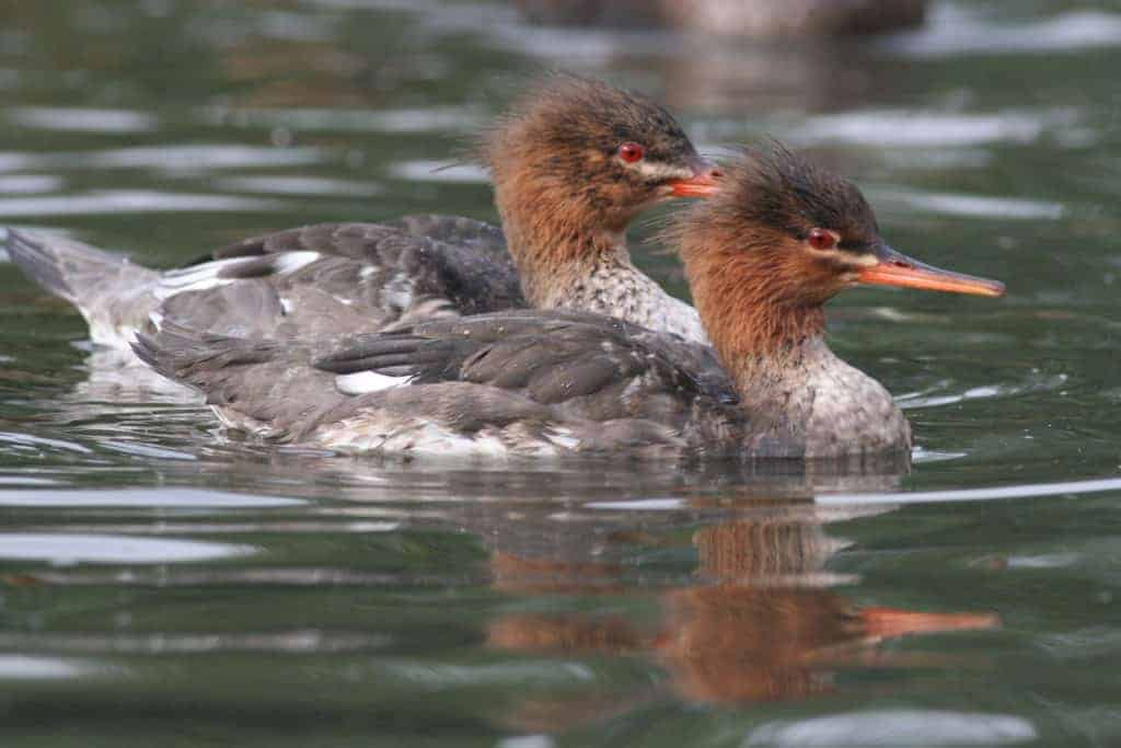 Female and eclipse male Red-breasted Mergansers