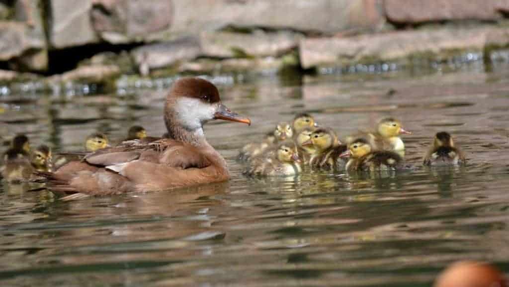 Red-crested Pochard mother and ducklings swimming
