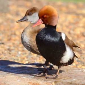 Red-crested Pochard Pinola