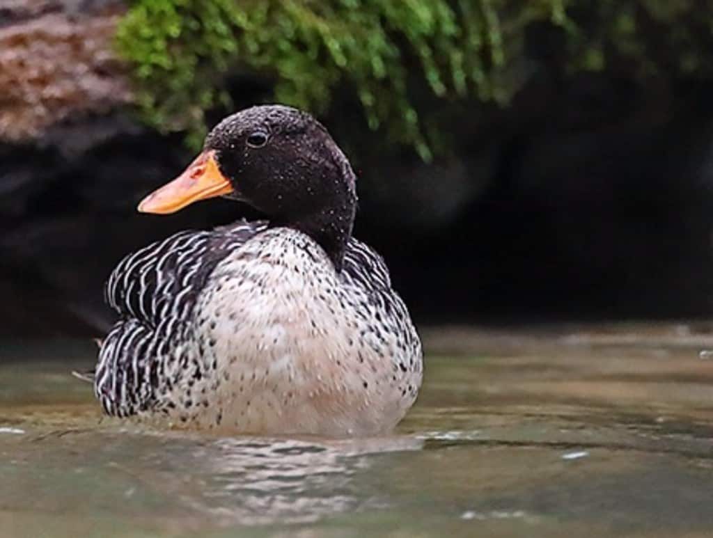 wild Salvadori's Teal in Papua New Guinea