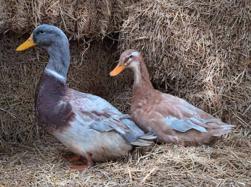 A pair of Saxony Ducks among straw bales