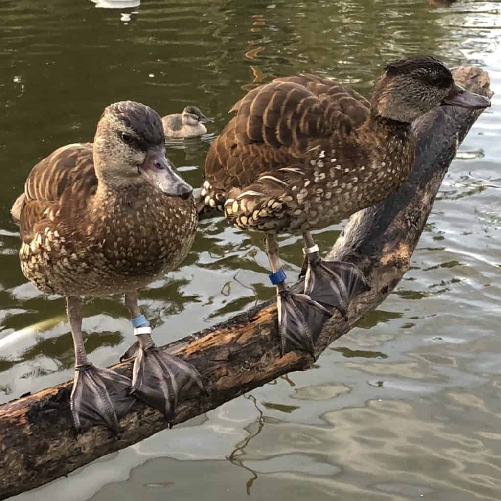 2 Spotted Whistling ducks sitting on a branch