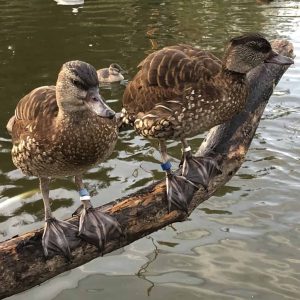 2 Spotted Whistling ducks sitting on a branch