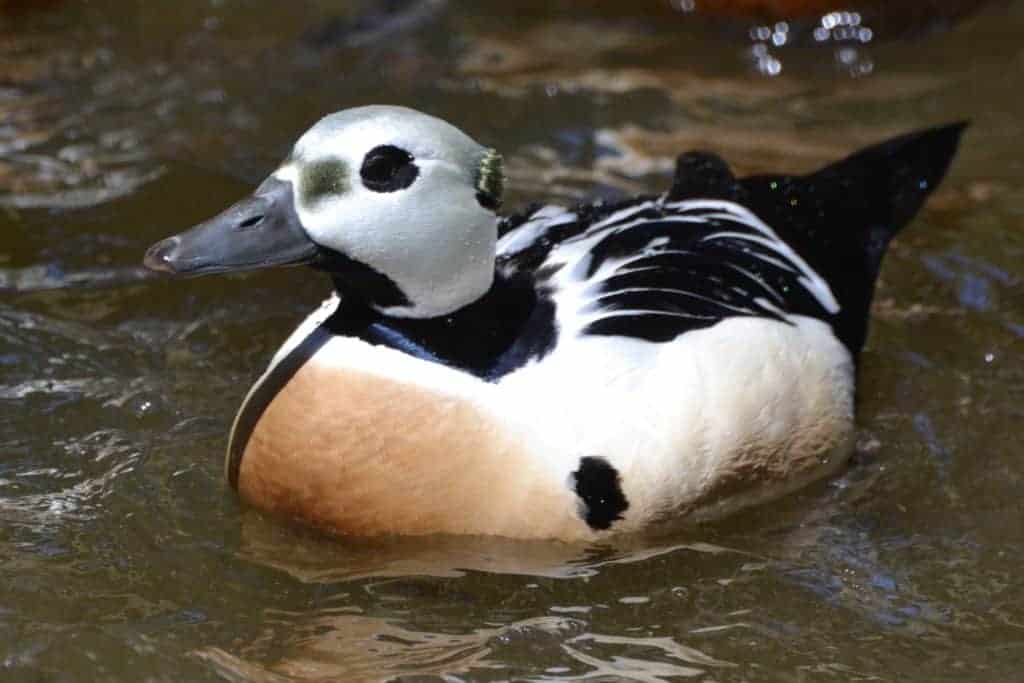 Steller's Eider swimming