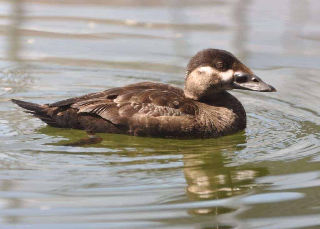 Surf Scoter female swimming