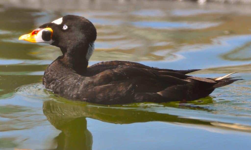 Surf scoter swimming