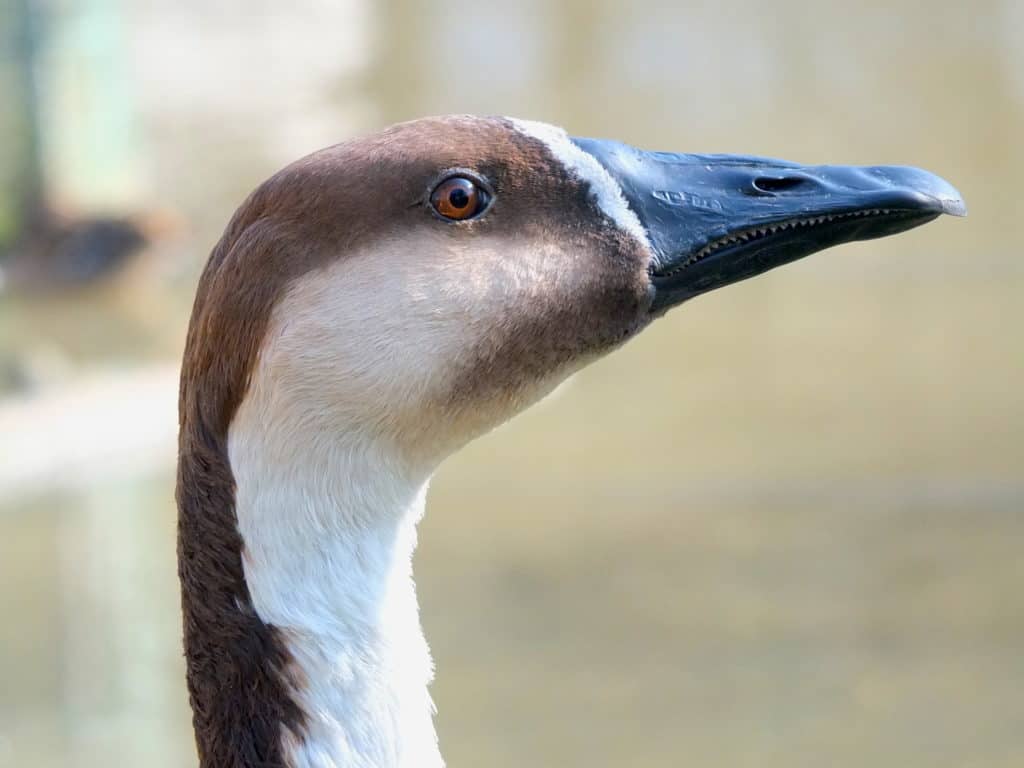 portrait of a proud Swan Goose