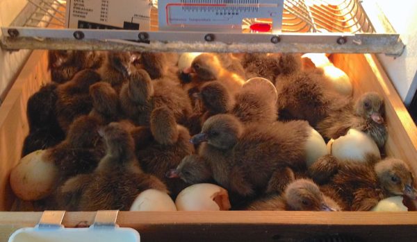 Incubation - British Waterfowl Association