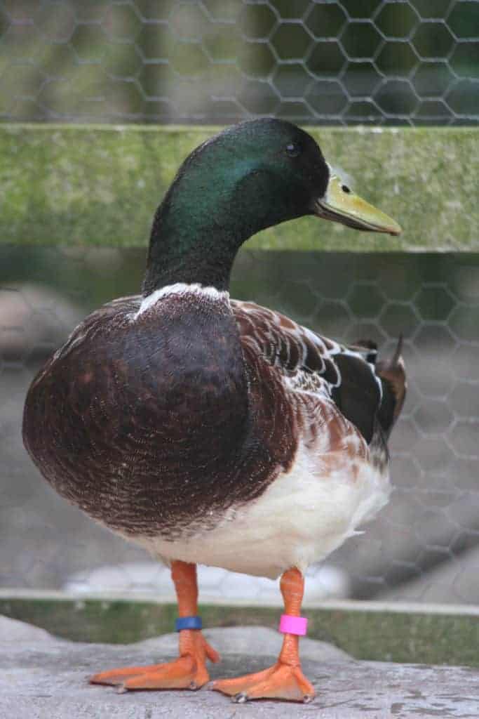 Welsh Harlequin drake