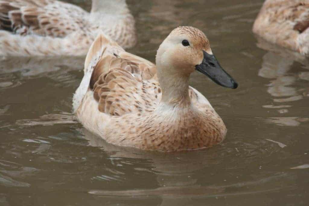 Welsh Harlequin duck