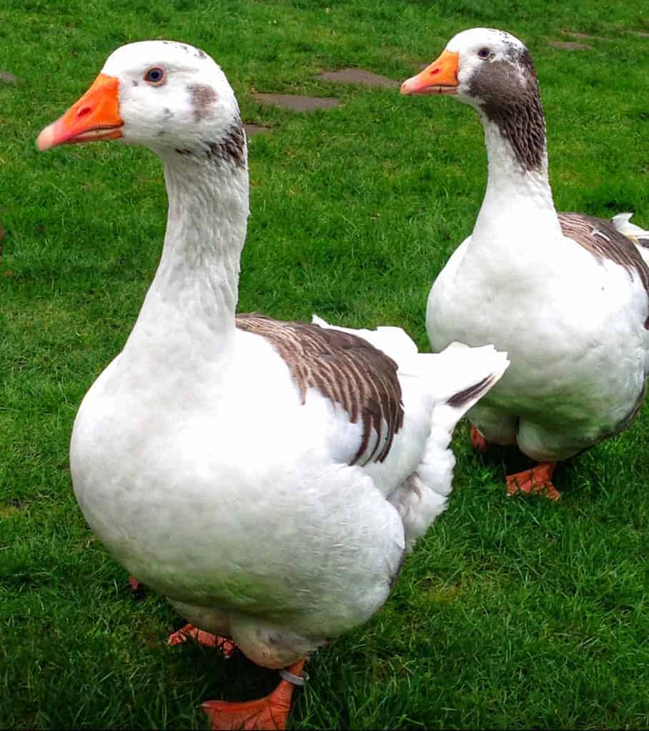 West of England geese