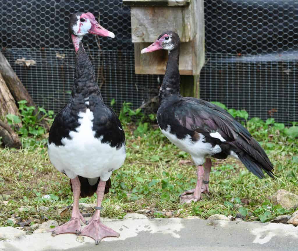 pair of White Spur-winged geese