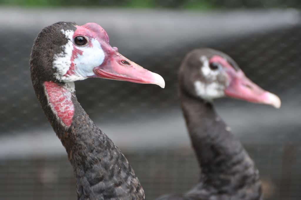 portrait of White Spur-winged Goose