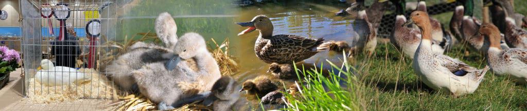 montage of birds for sale