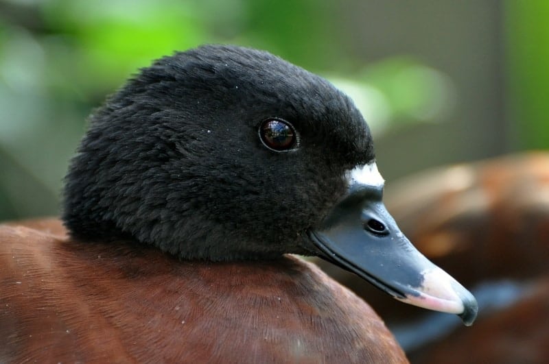Portrait of Hartlaub's Duck