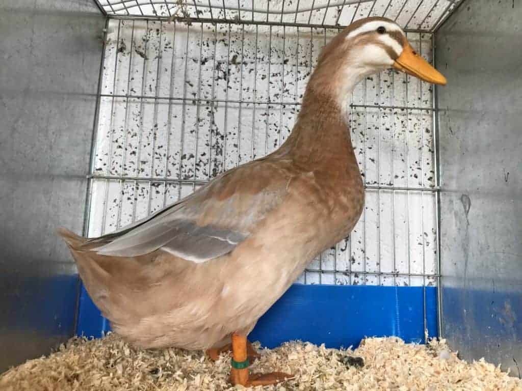Saxony Duck in a show cage
