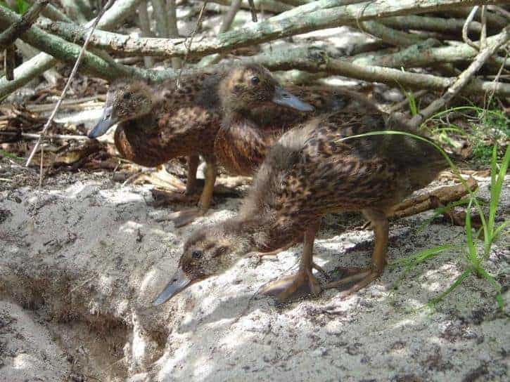 3 Laysan duck juveniles in the wild