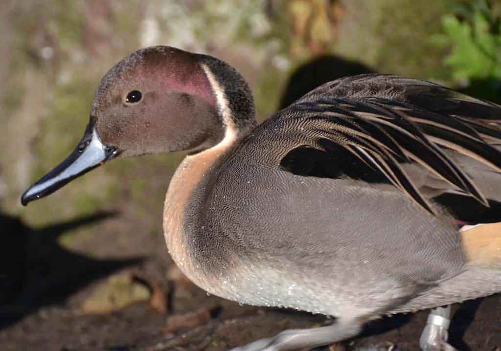 drake Northern Pintail