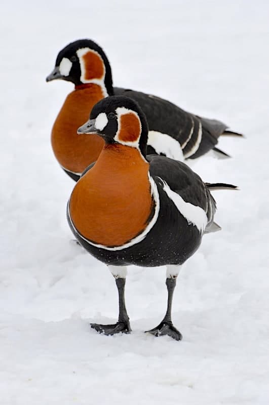 Red-breasted Geese standing on snow