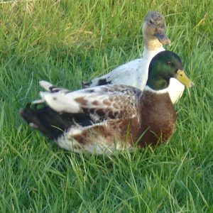 pair of Silver Bantam ducks in a field