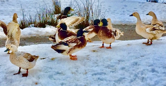 Welsh Harlequin ducks