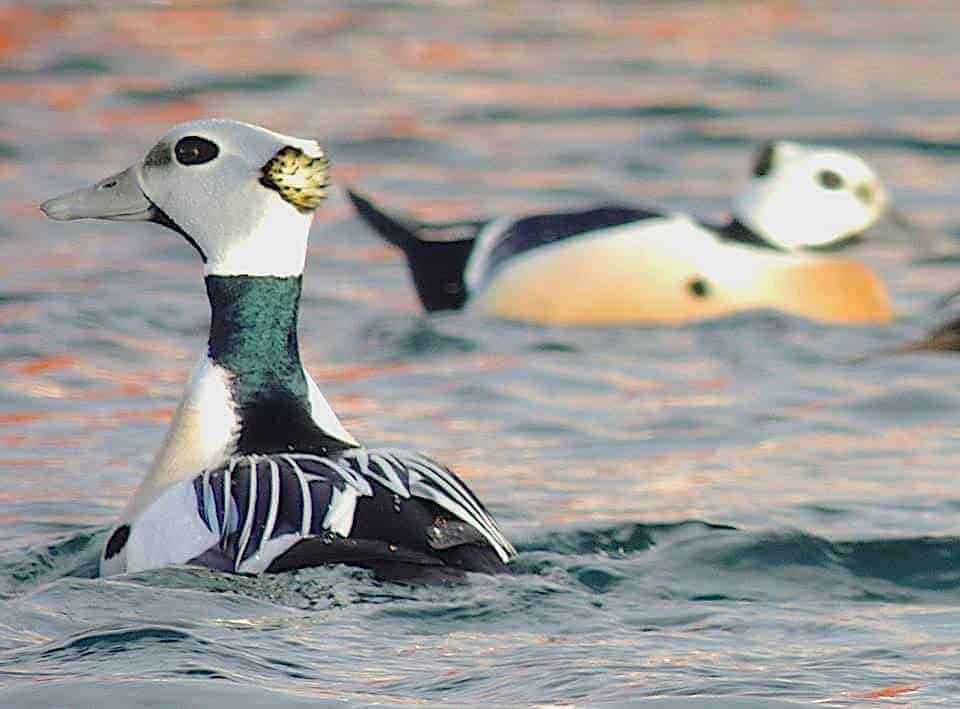 2 Steller's Eiders swimming