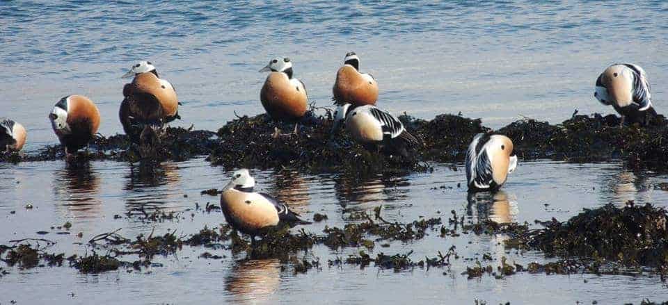 Steller's Eiders on seaweed