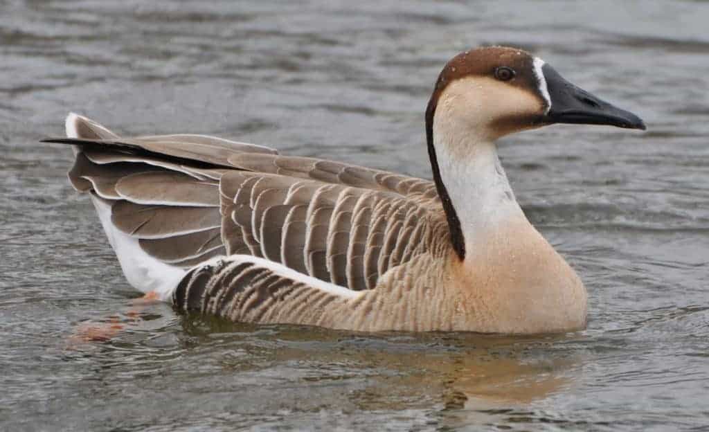 Swan goose swimming