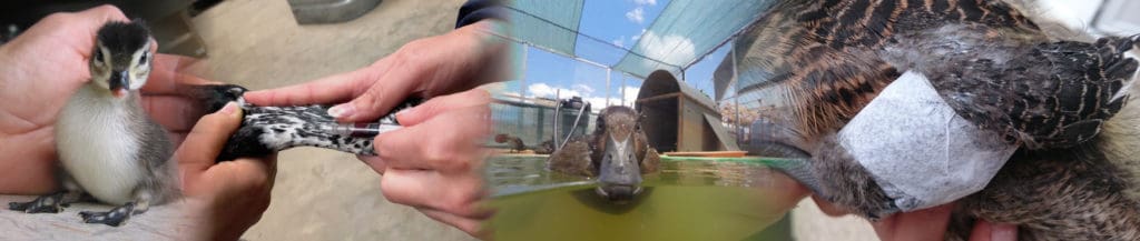 montage depicting veterinary care of waterfowl