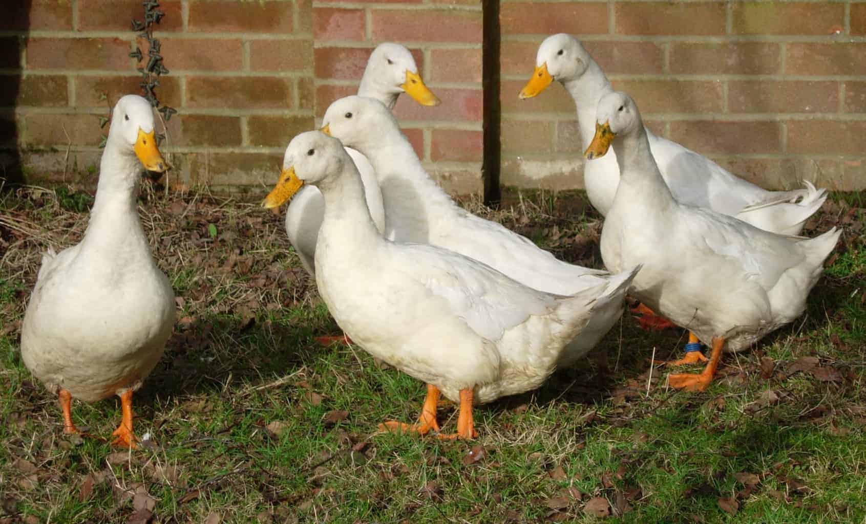 Campbell - British Waterfowl Association