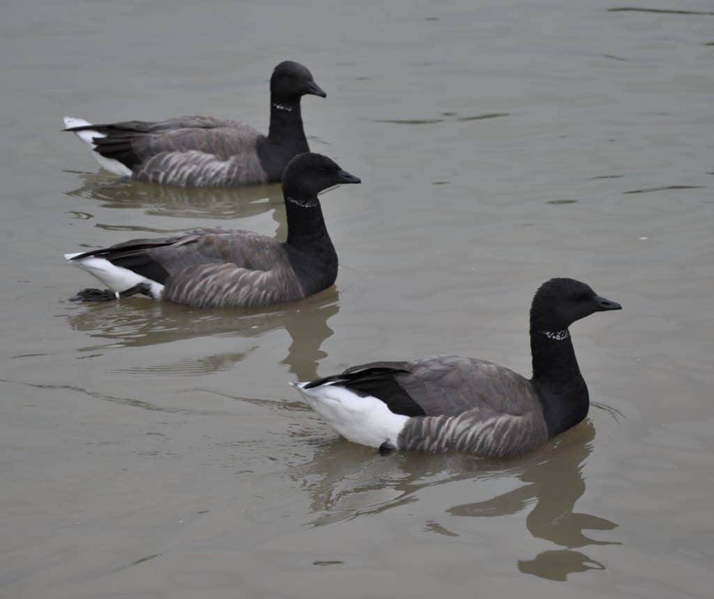 3 Russian Bfrent geese swimming