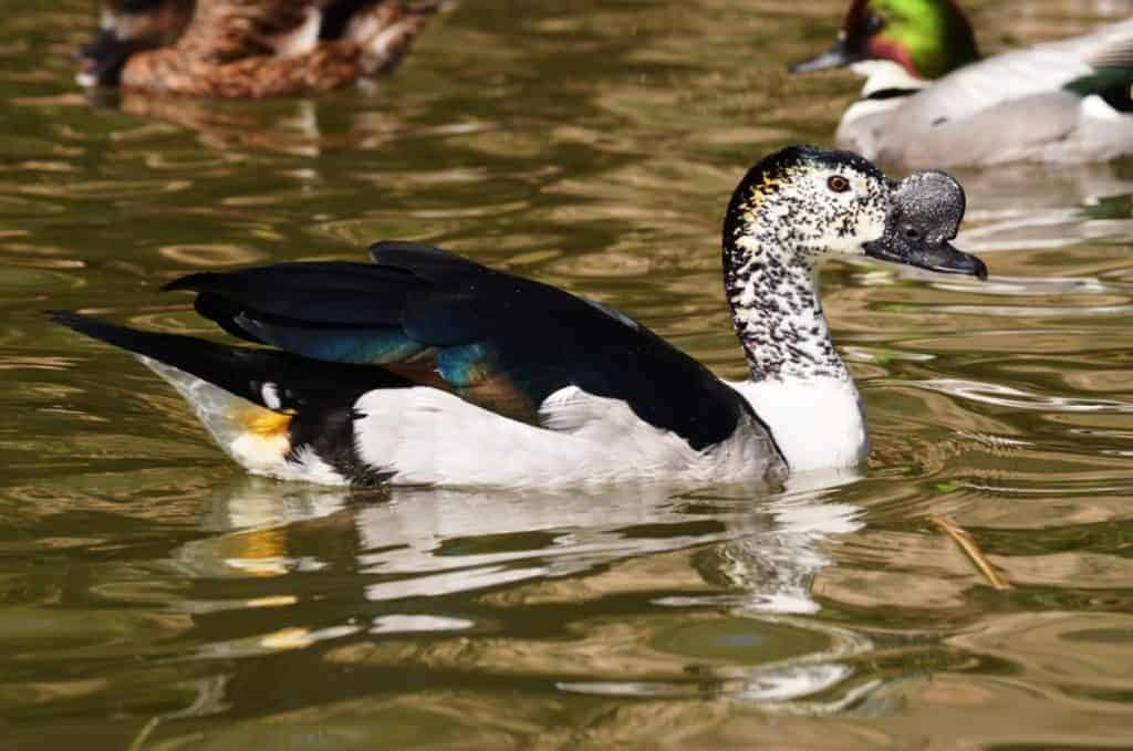 African Comb Duck