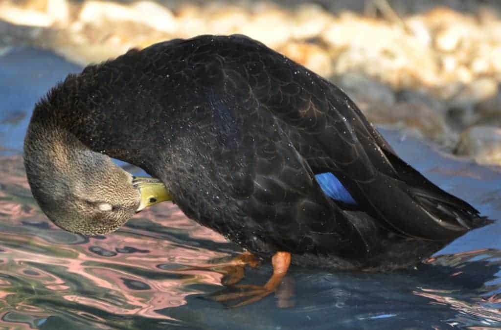 American black duck preening