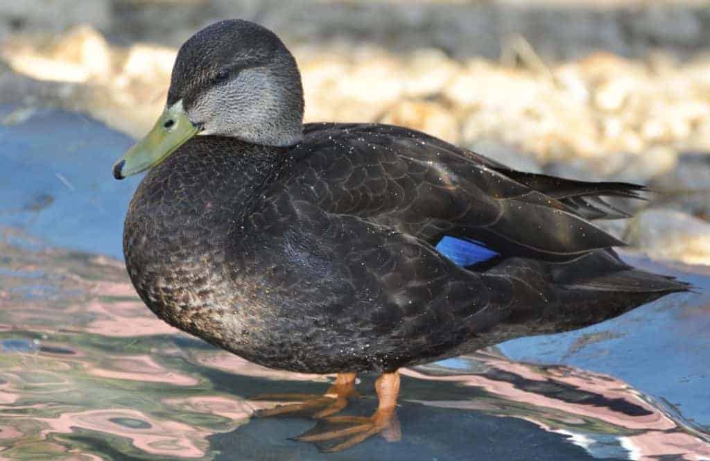American black duck standing shallow water
