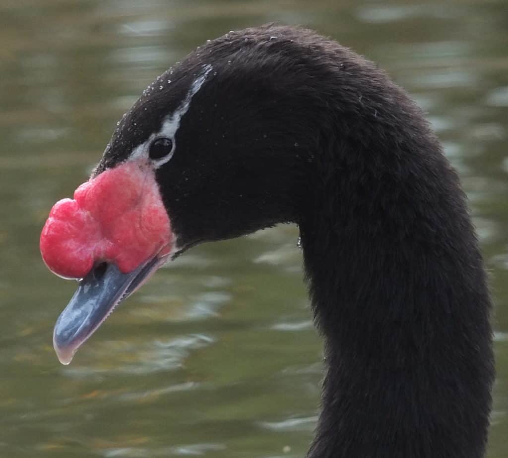 Face of a Black-necked Swan