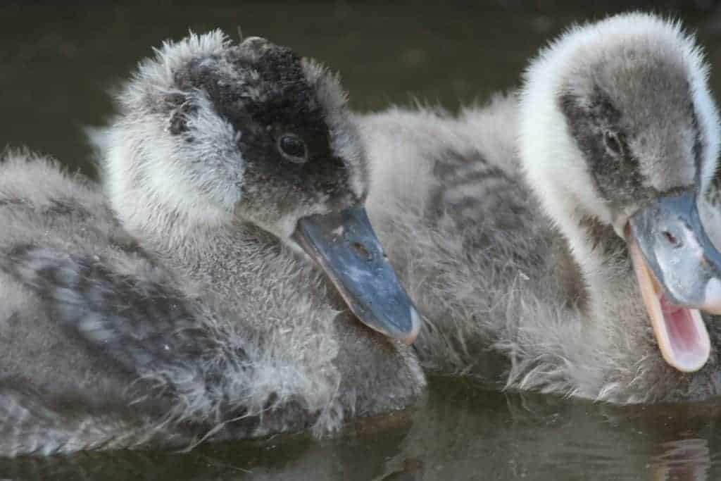 2 Coscoroba Swan cygnets