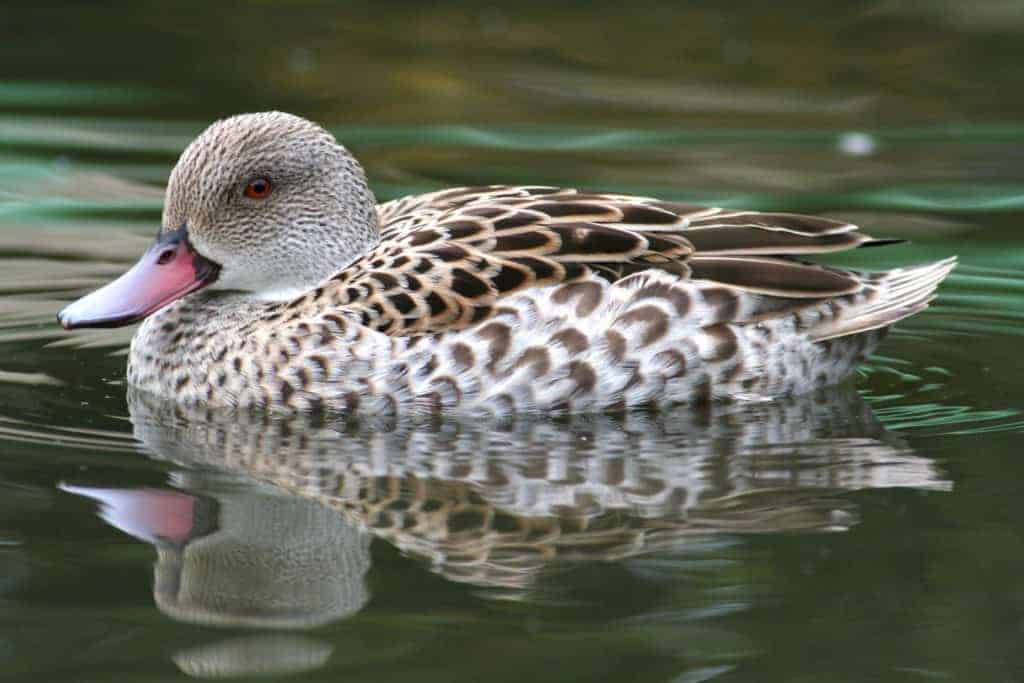 Cape Teal swimming