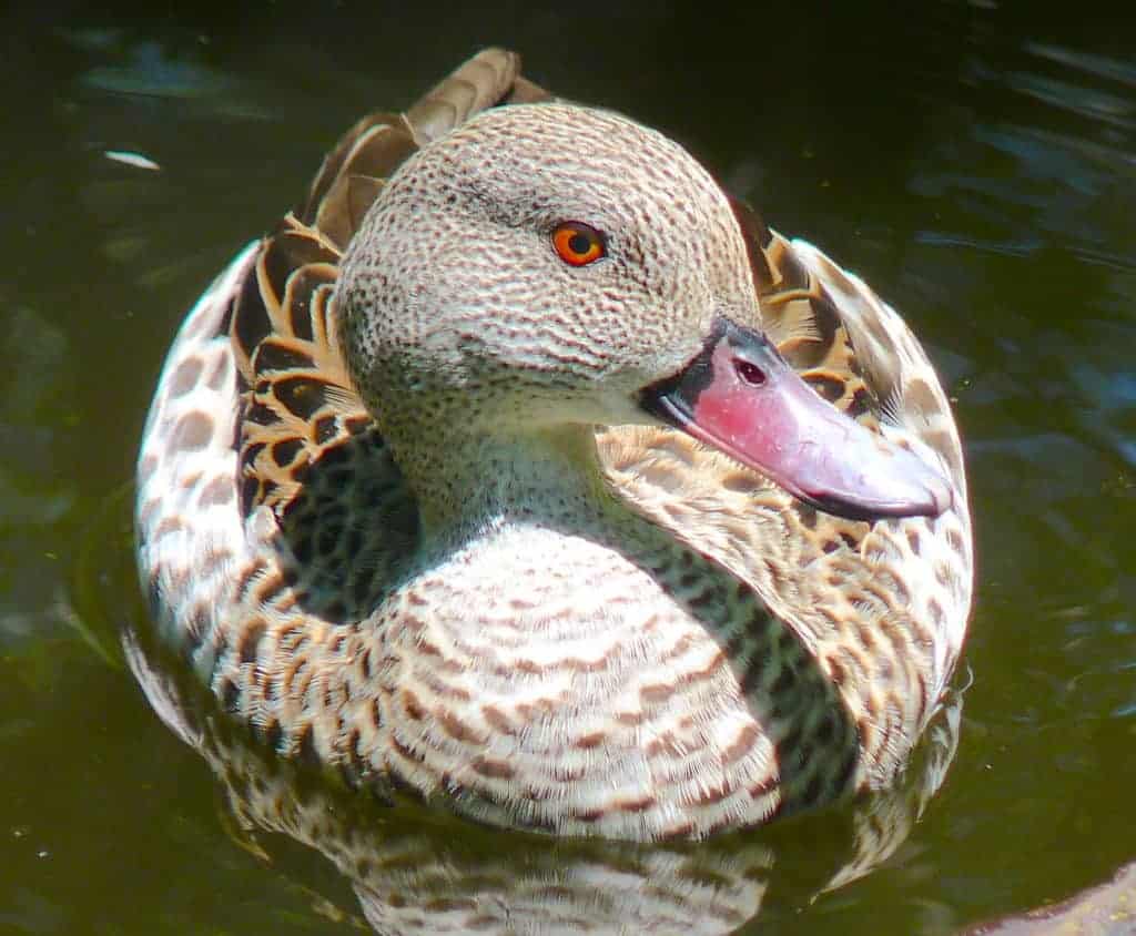 Cape Teal