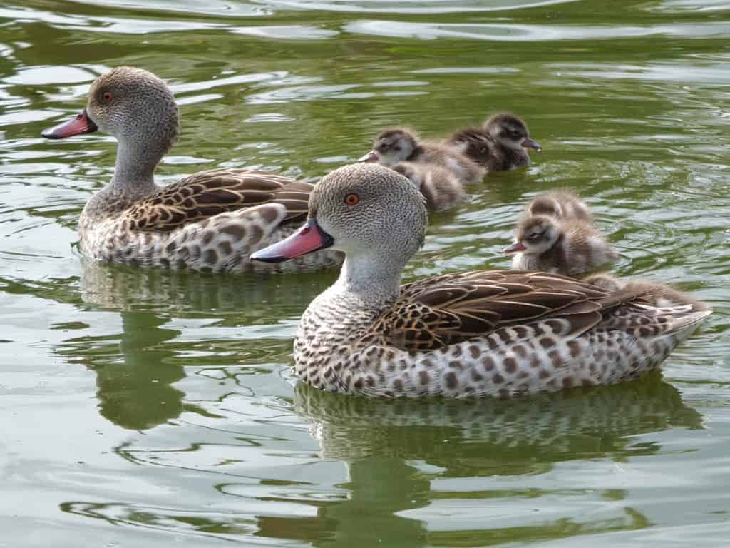 Cape Teal family swimming