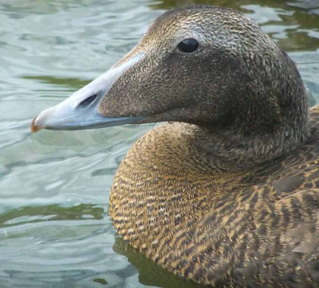 portrait of female Common Eider